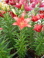 [5075 Colares No01.JPG]